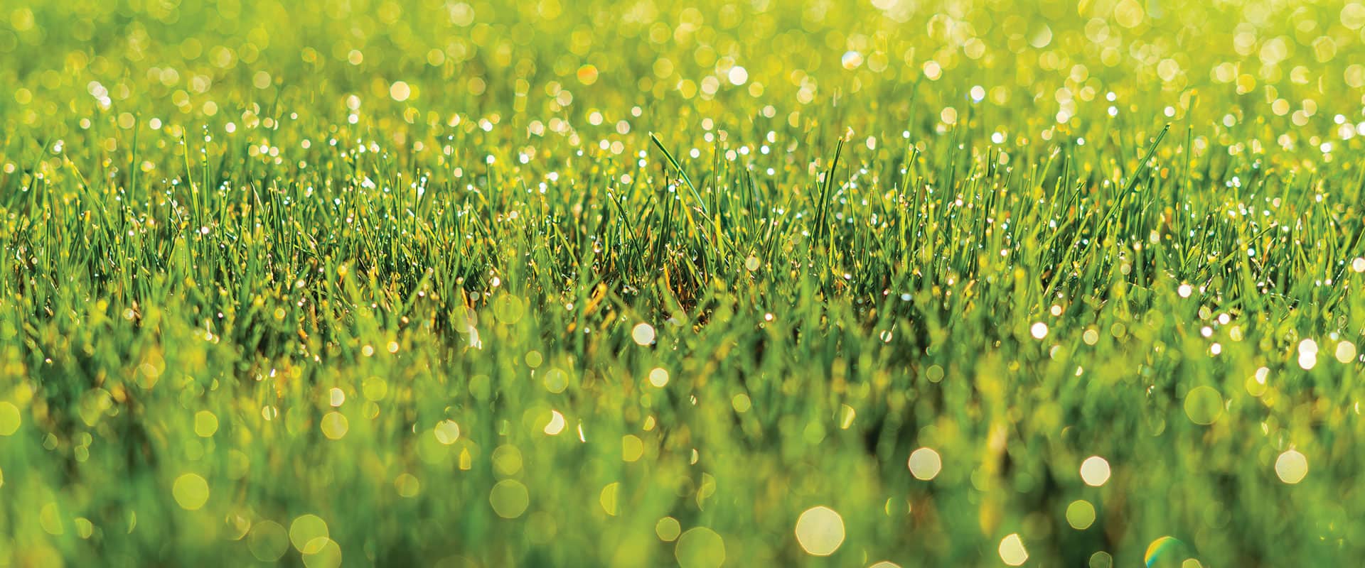 Welcome Home Lawn Care Background