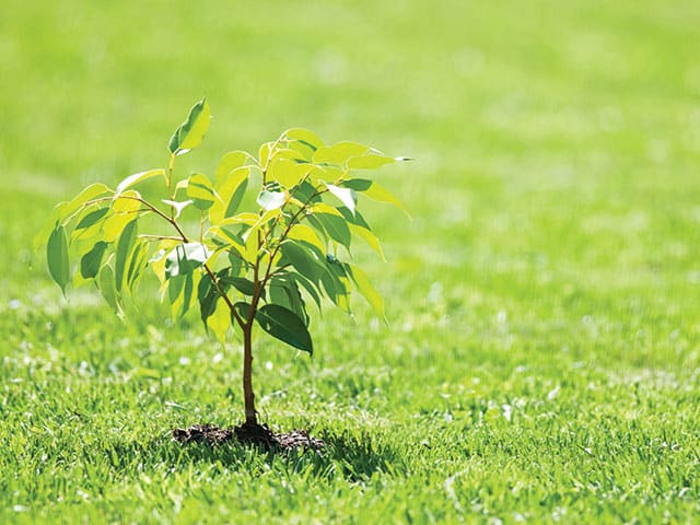 Lawn fertilization weed control done right