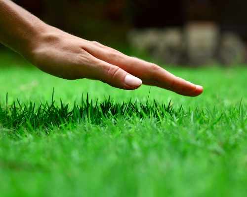 Free Estimate & Lawn Assessment